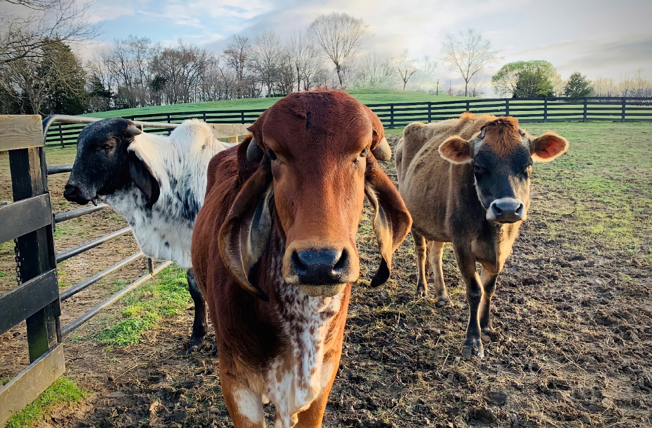 a photo of 3 cows in a field; the one on the left is white with a black head, the one in the center looking straight at the camera is brown with a white belly, and the one on the right is brown with a black face