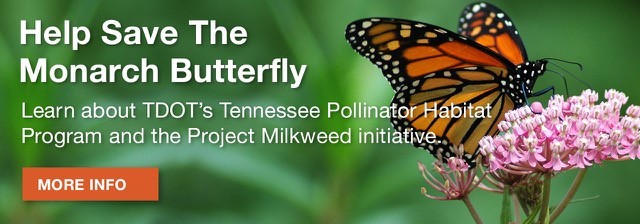 TDOT Help Save the Monarch!